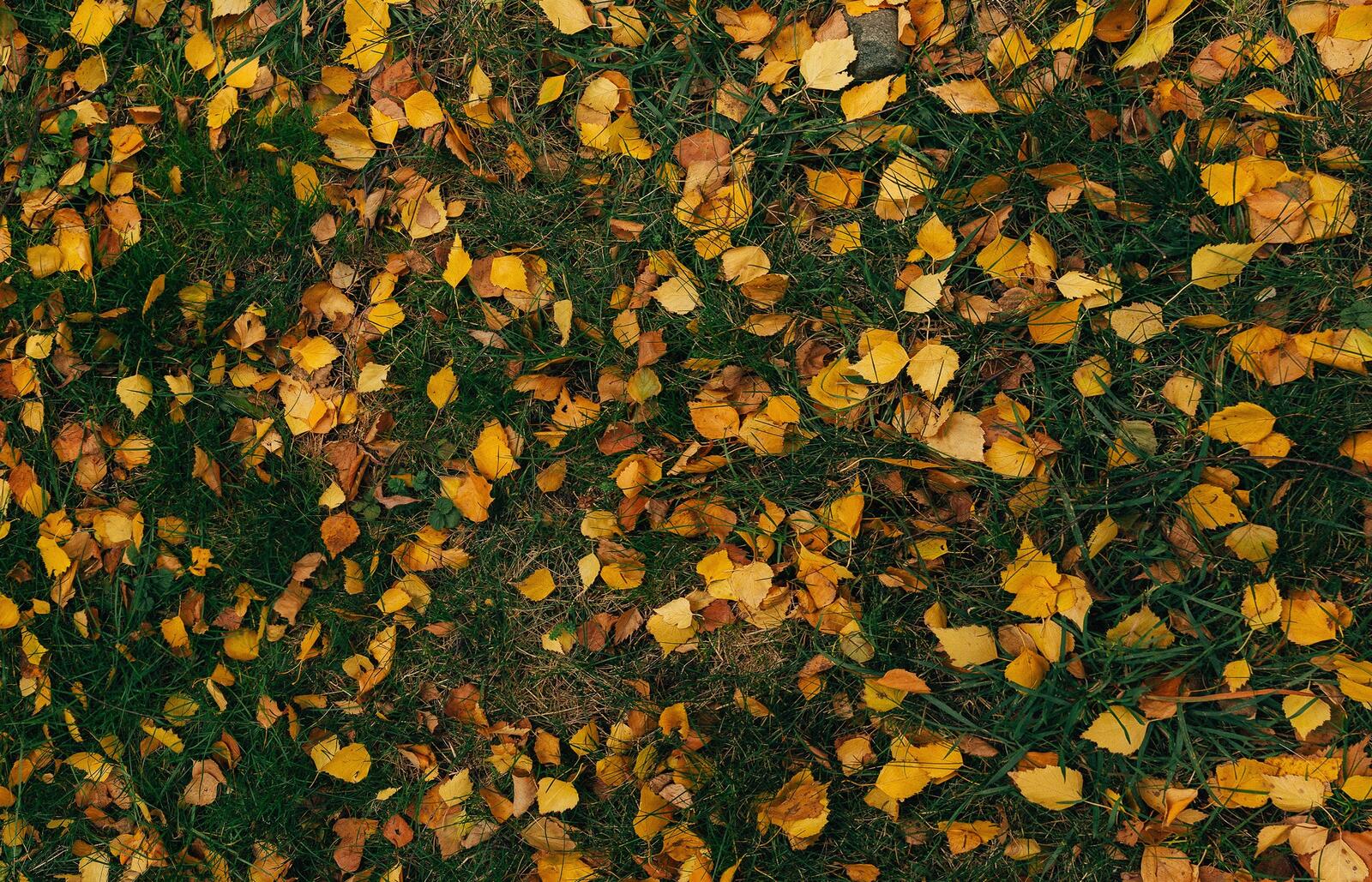 Бесплатное фото Зеленая трава с опавшими осенними листьями желтого цвета