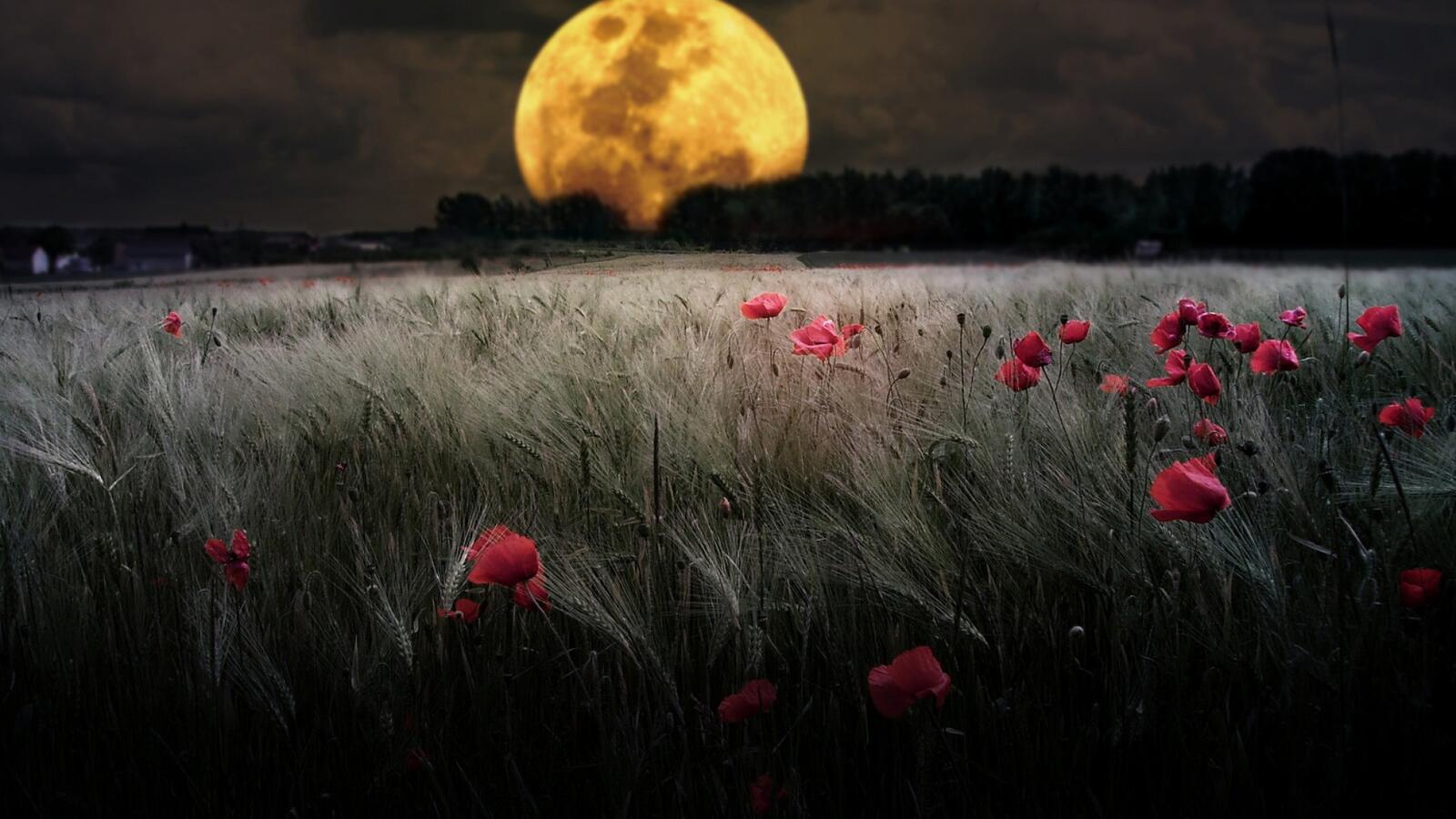 Free photo Wallpaper with a large yellow moon on a large field of flowers