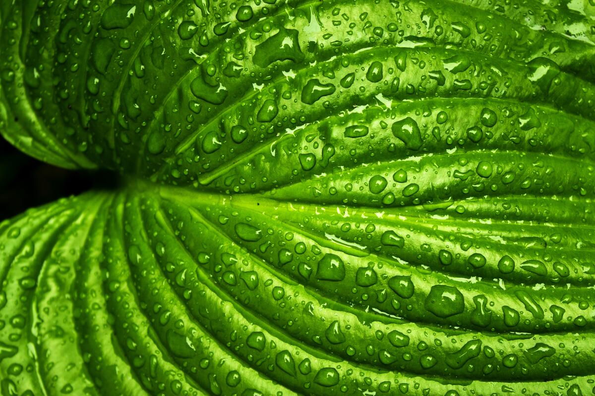 Зеленый лист с каплями дождя