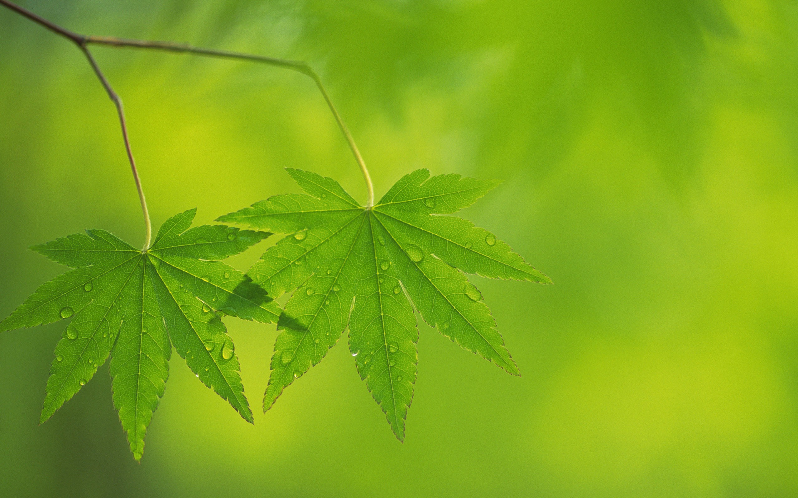 Free photo Green maple leaves