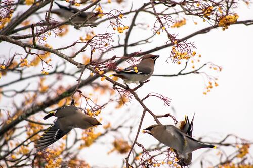 Птички кушают ягодки на дереве