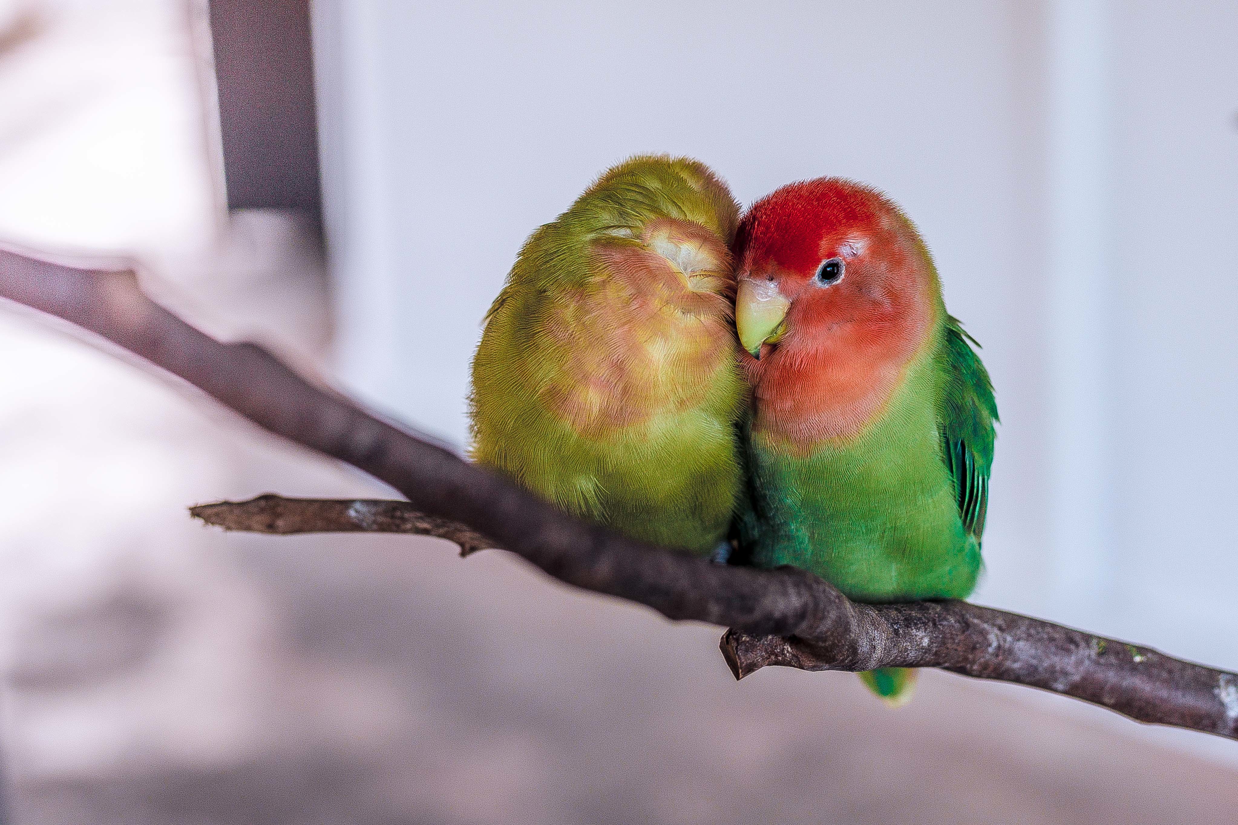 Два милых попугайчика сидят на ветке
