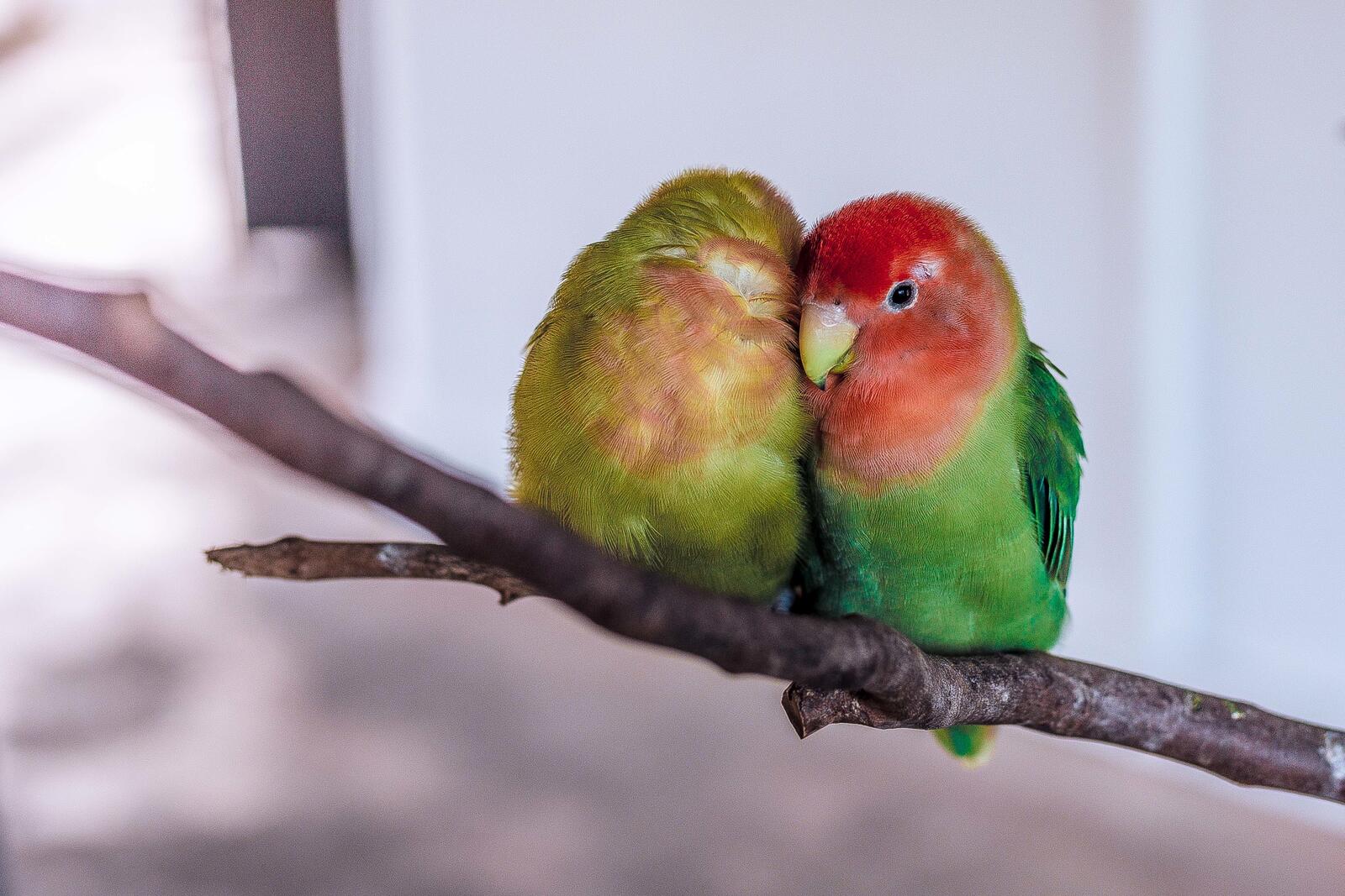 Free photo Two cute parrots sitting on a branch