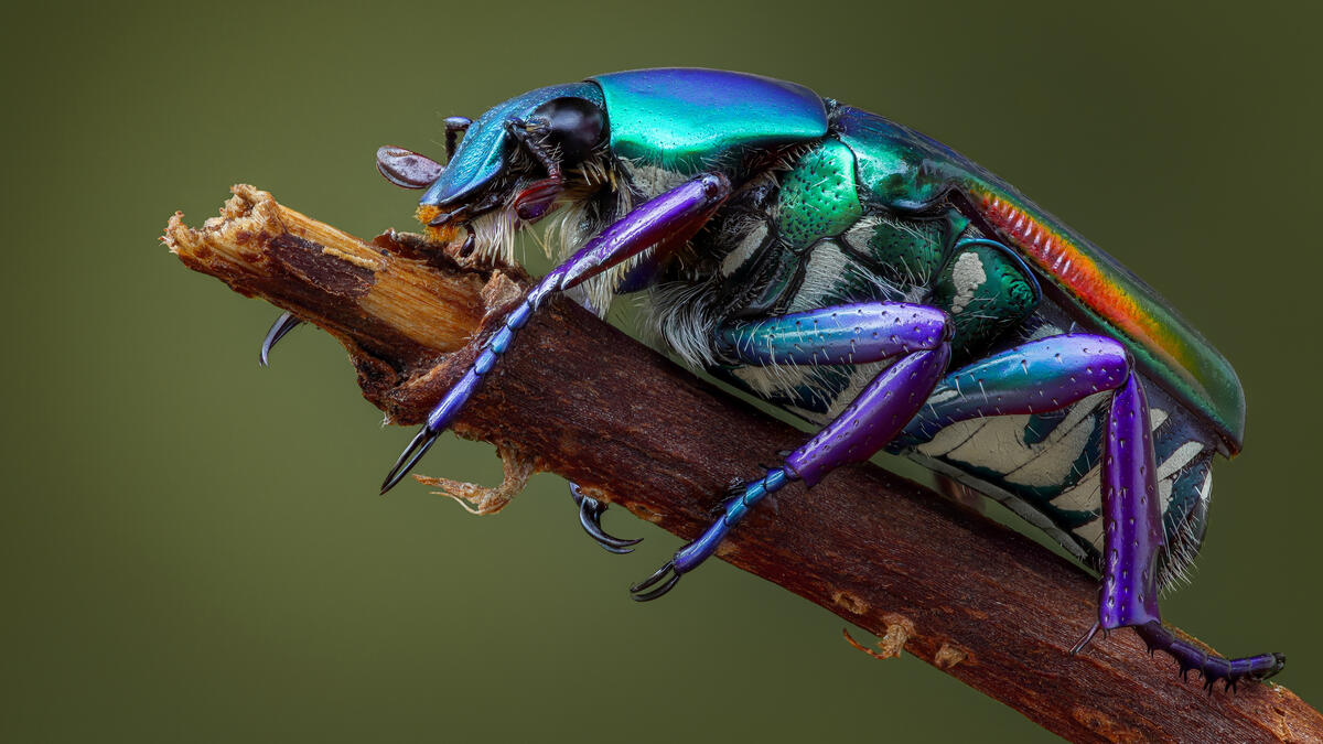 A beetle in shimmering color