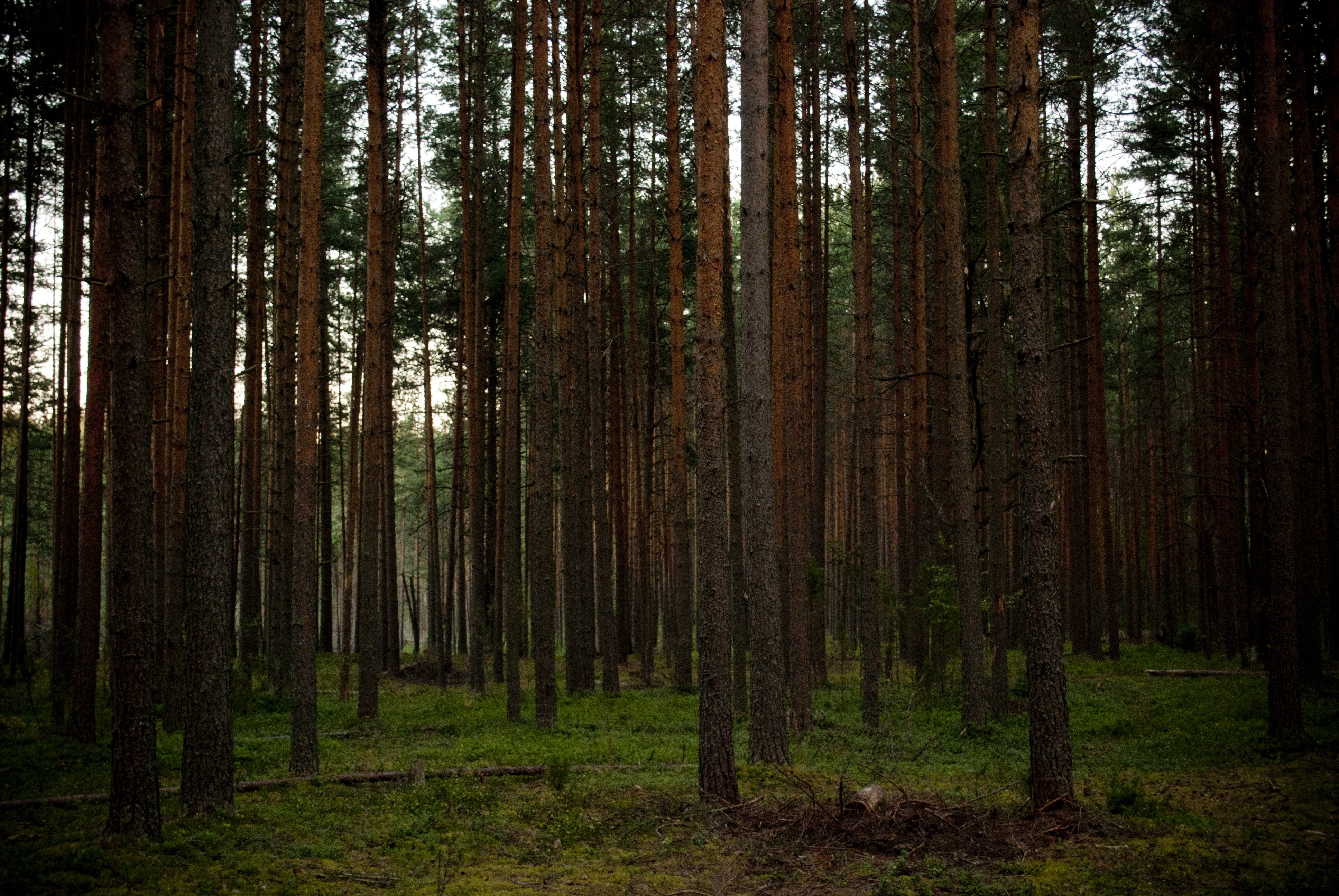 Стволы деревьев в сосновом лесу