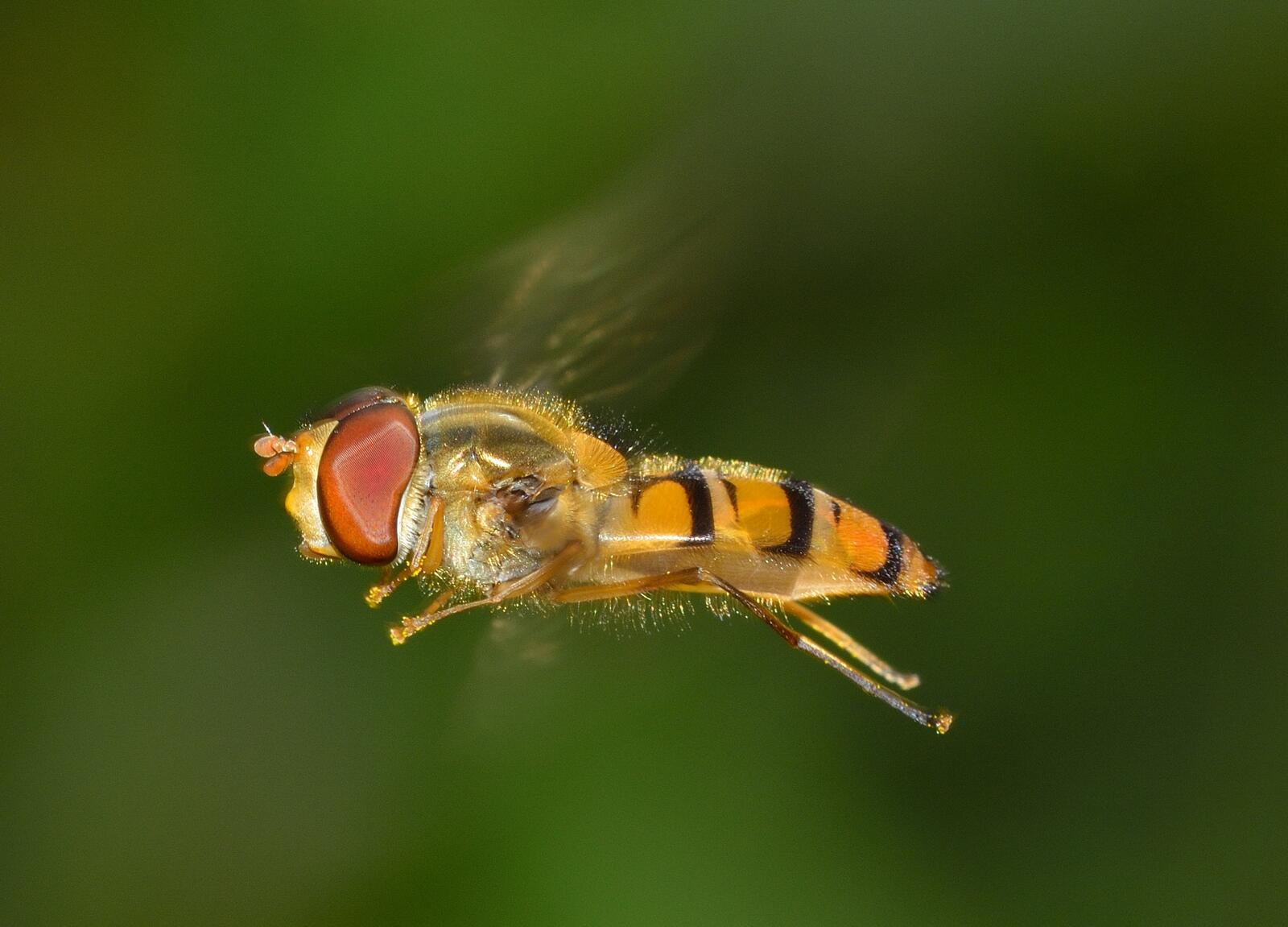Бесплатное фото Мёдоносная пчела