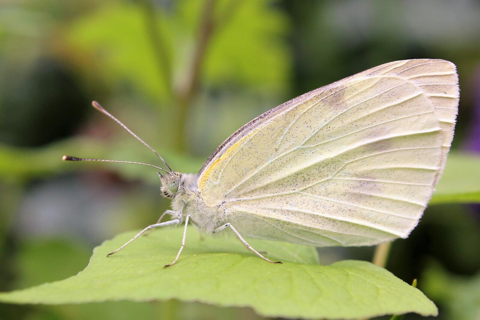 Free photo A cabbage butterfly on a green leaf.