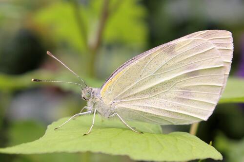 A cabbage butterfly on a green leaf.