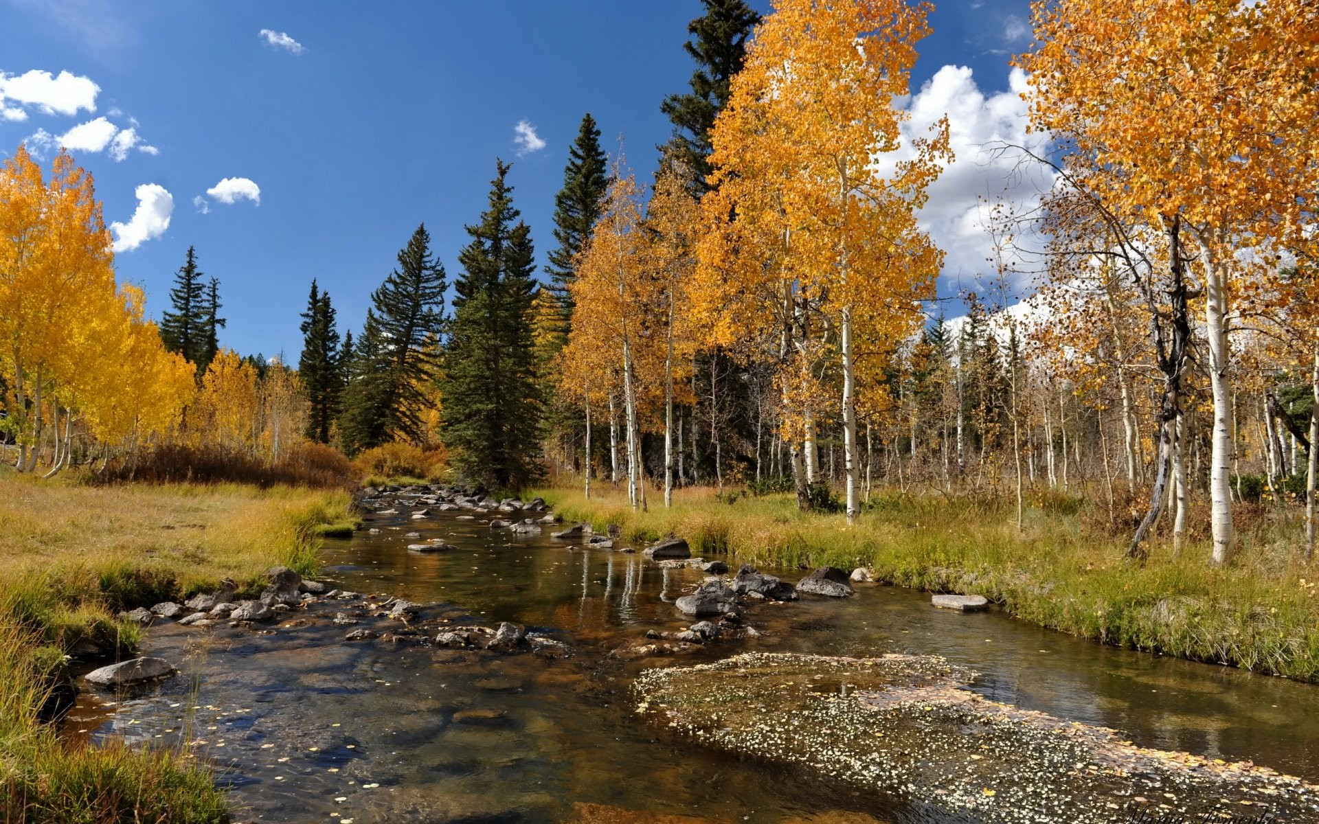 免费照片一条浅浅的河流穿过秋天的森林