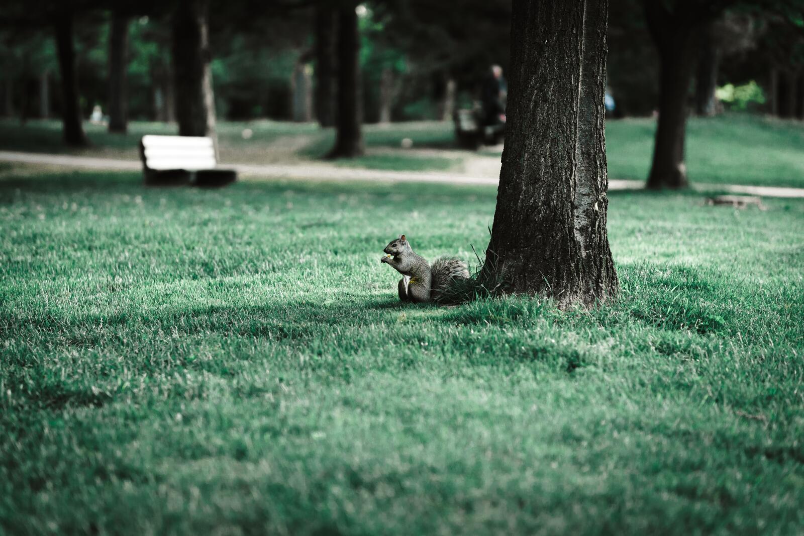 Бесплатное фото Белка в парке спустилась с дерева