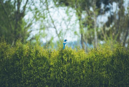 Красивая голубая птичка сидит на зелёном кустарнике