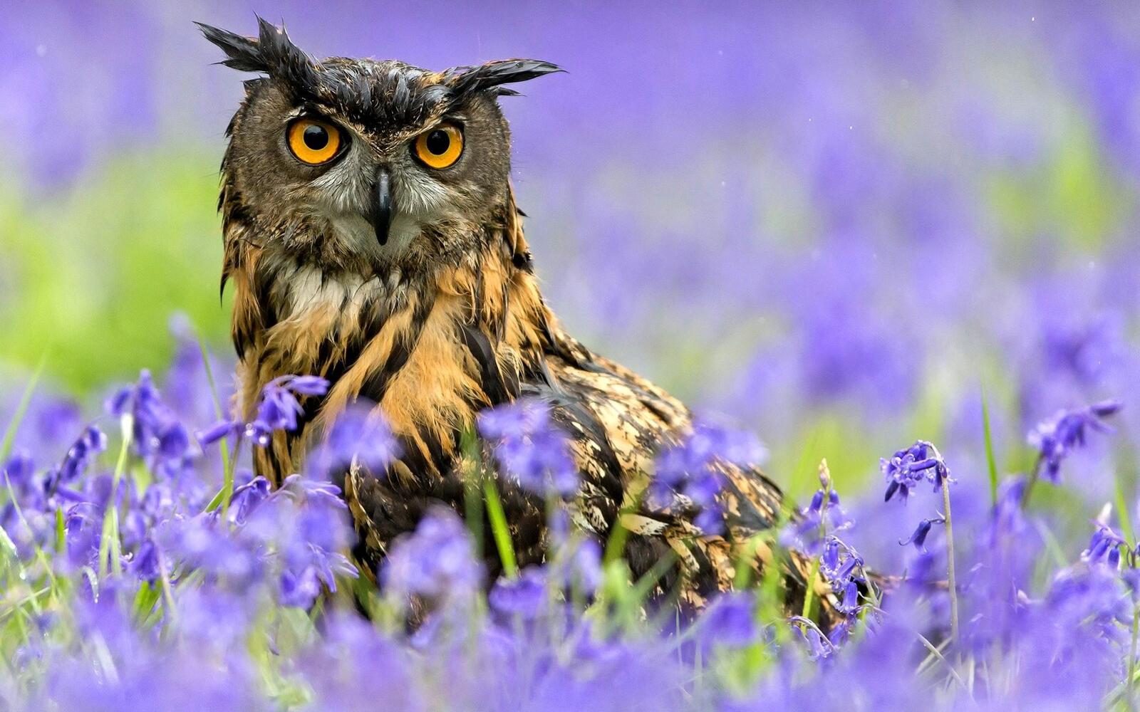 Free photo An owl in the grass