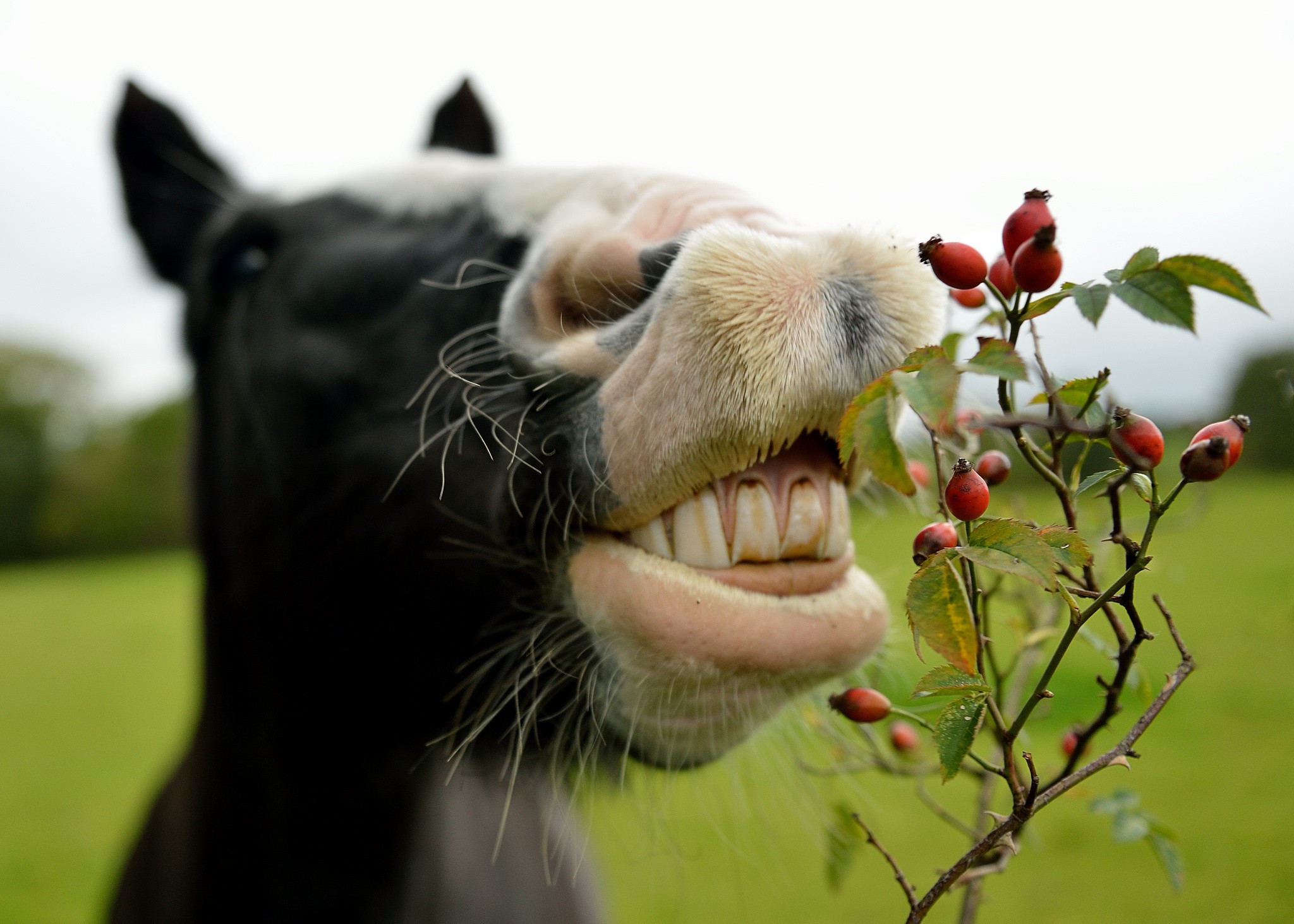 Лошадь нюхает ягоды на ветке