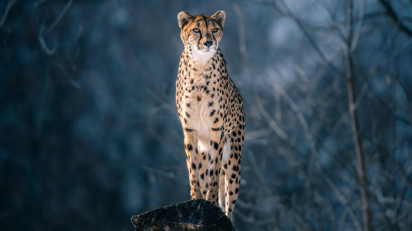 Free photo A big spotted cat at full height