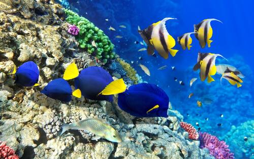 Underwater world with marine fish