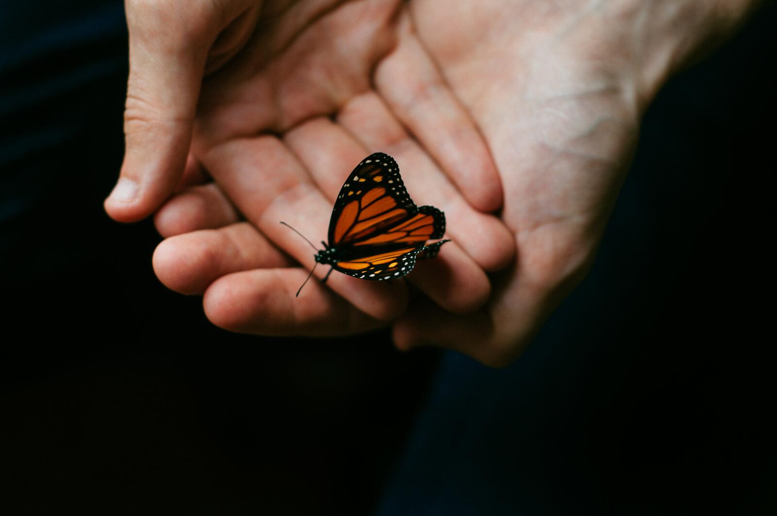 Free photo A picture of a beautiful butterfly in a woman`s hands.