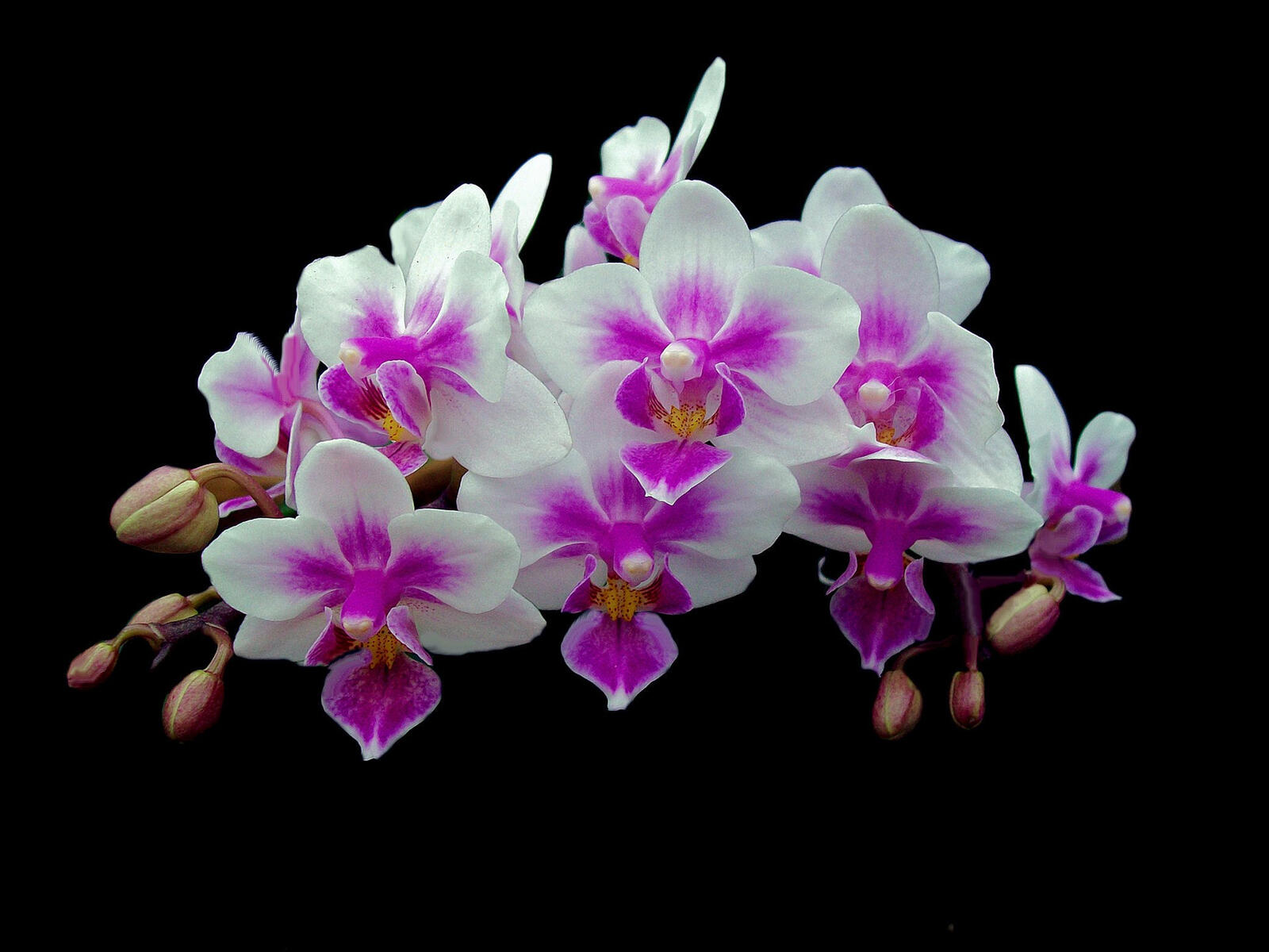 免费照片粉色花朵，白色花瓣