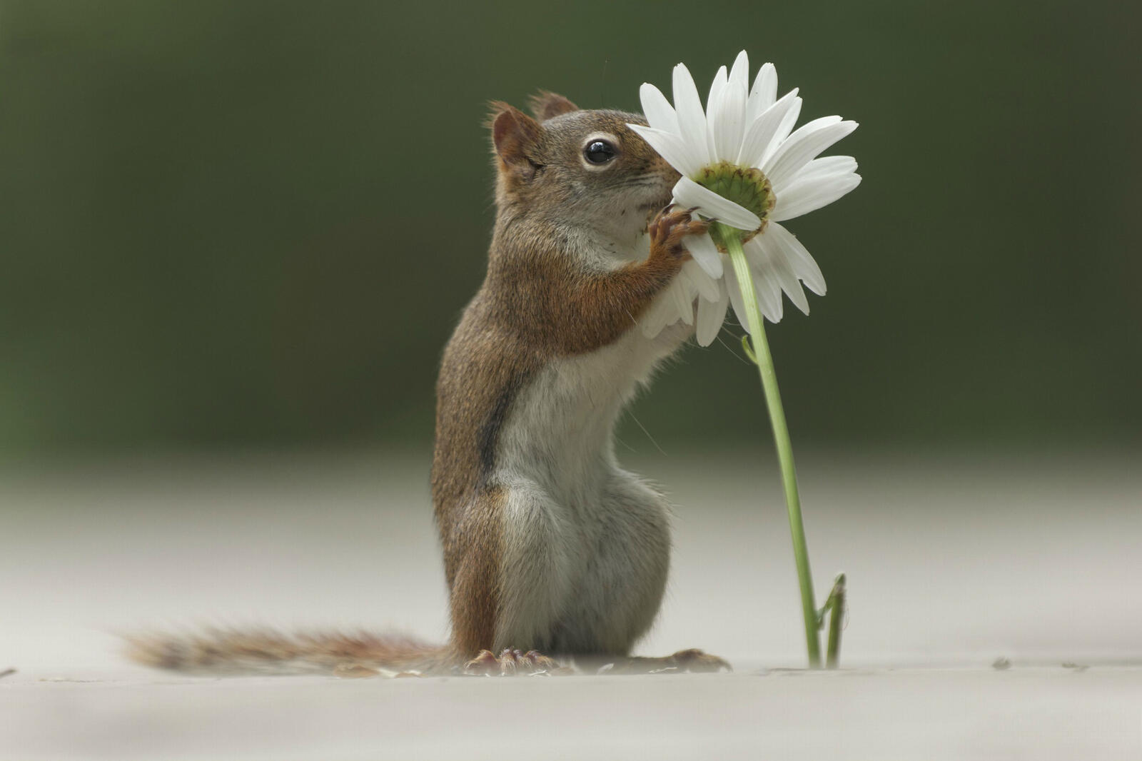 Free photo A squirrel with a flower