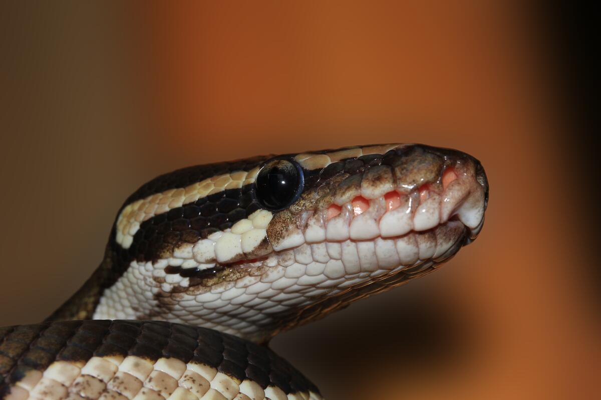 Close-up of a ball python