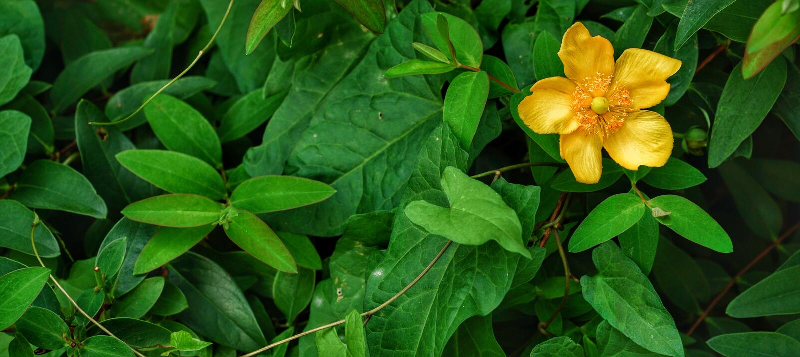 Бесплатное фото Одинокая жёлтая анемона в зеленом кустарнике