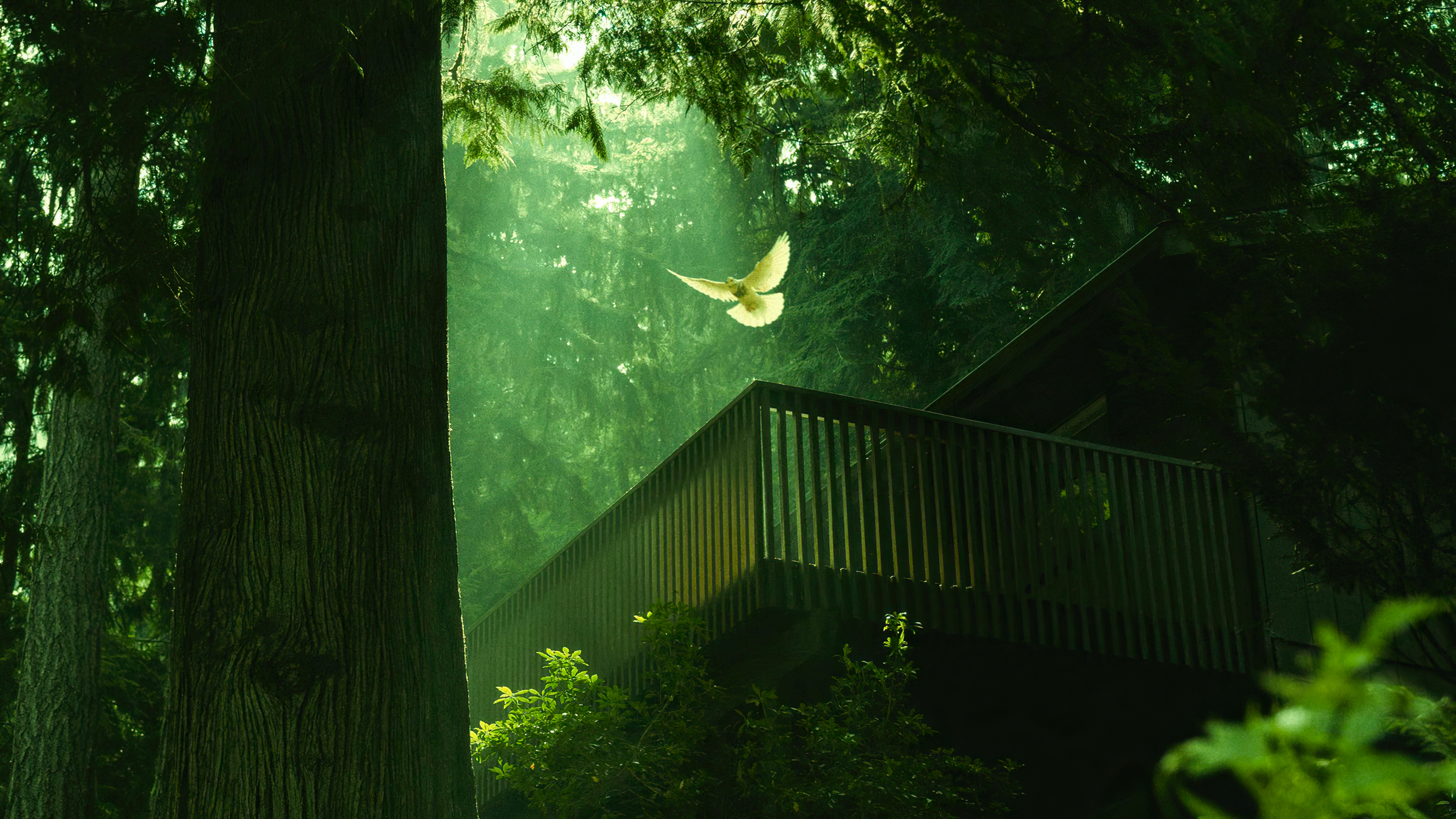 阴暗的绿色森林中的一只白鸽子