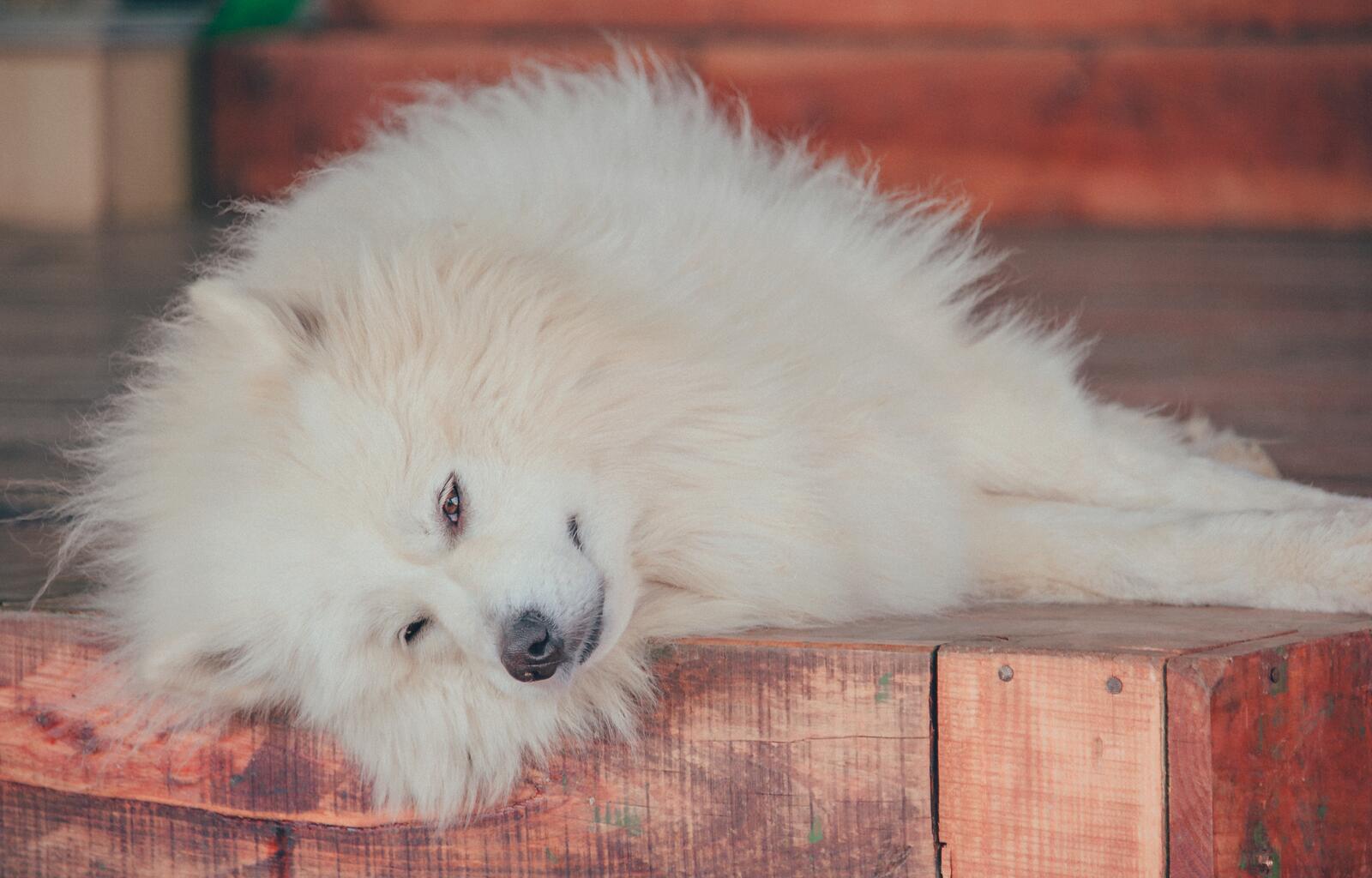 免费照片一只悲伤的白色萨摩耶犬躺在台阶上。