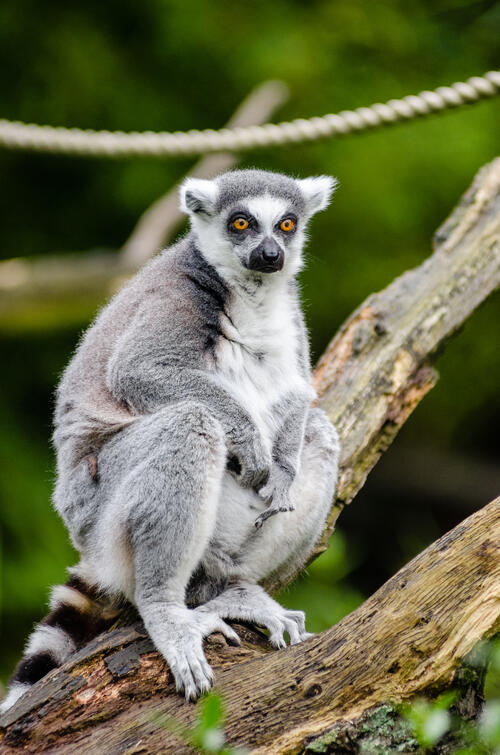 Lemur sits in a tree
