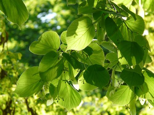 Green leaves of the birch tree