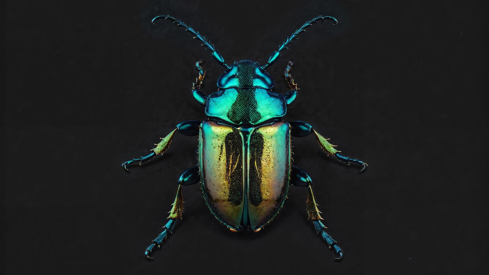Бесплатное фото На этом снимке виден большой зеленый жук