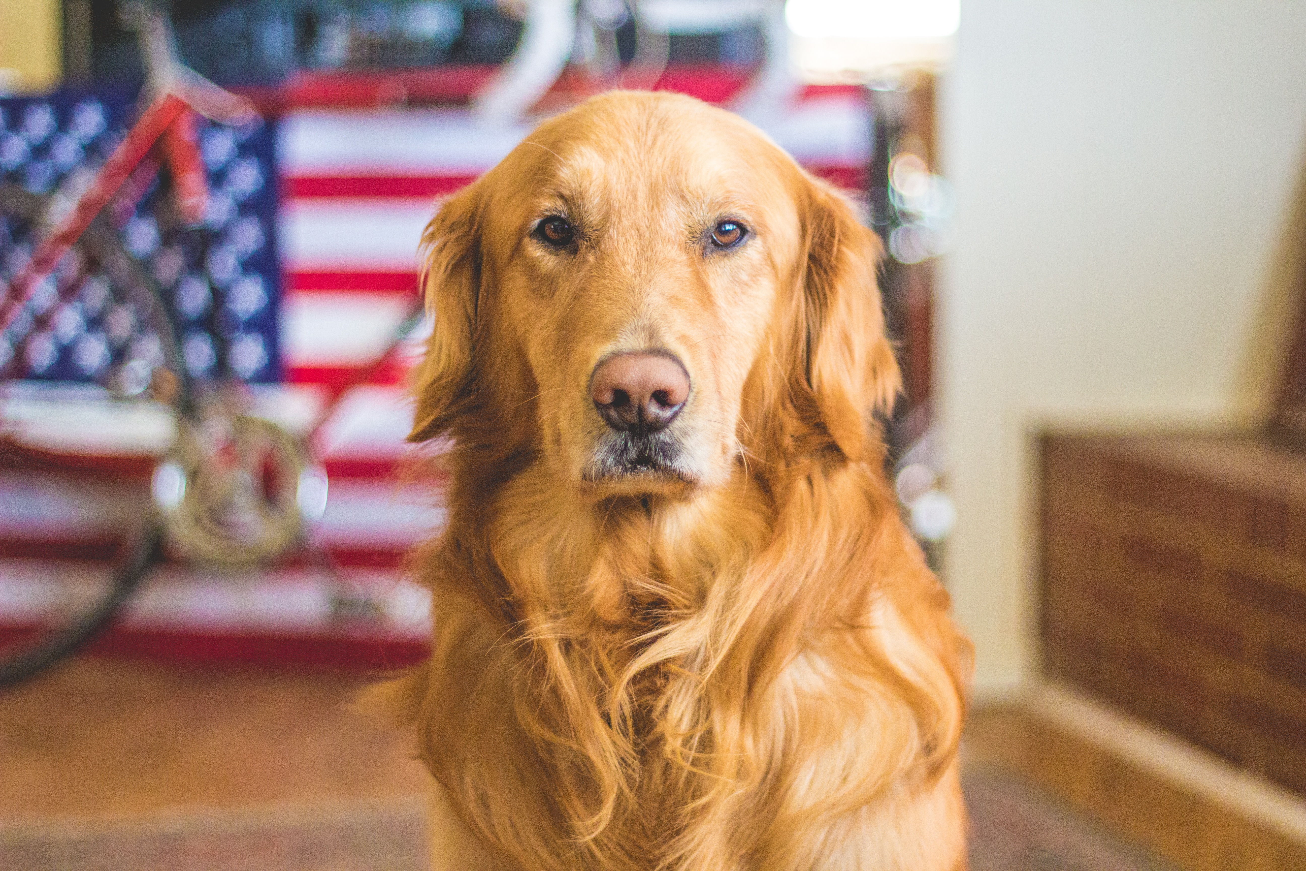 Фото бесплатно собака, животное, американский флаг