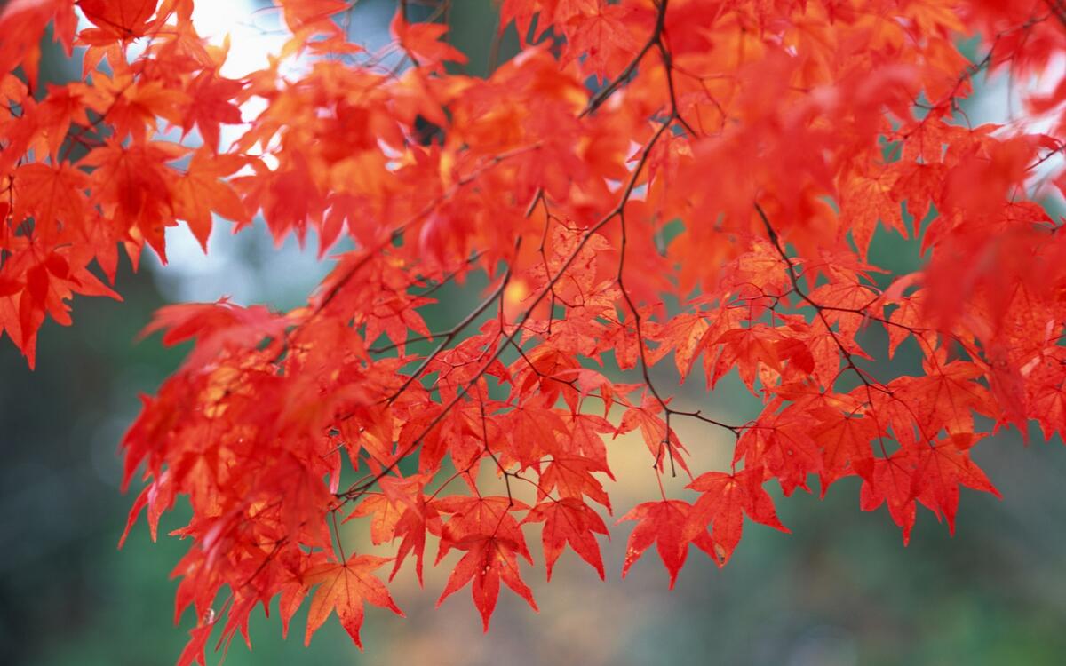 A picture of red maple leaves.