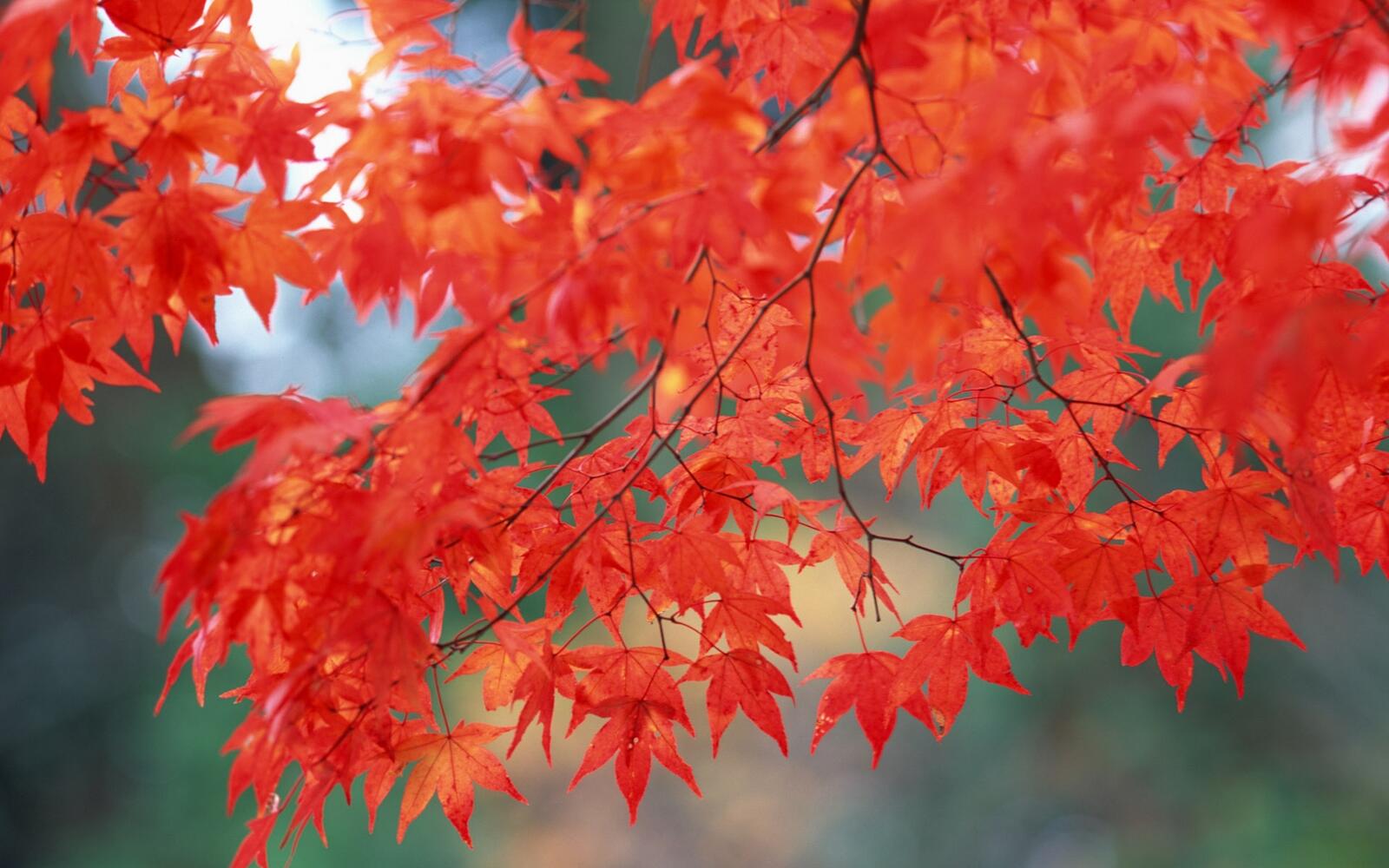 Free photo A picture of red maple leaves.
