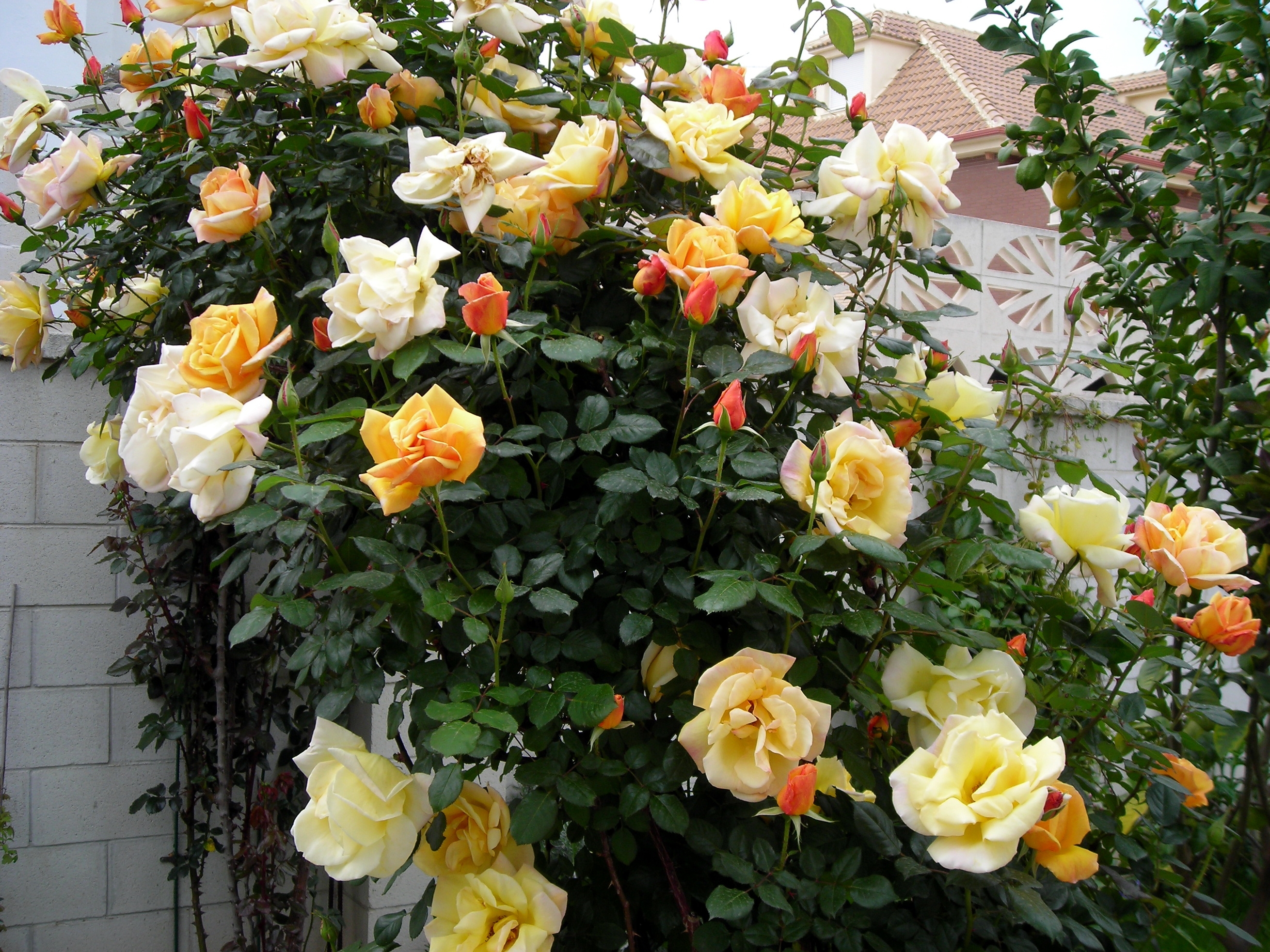 Обои розы цветы забор на рабочий стол