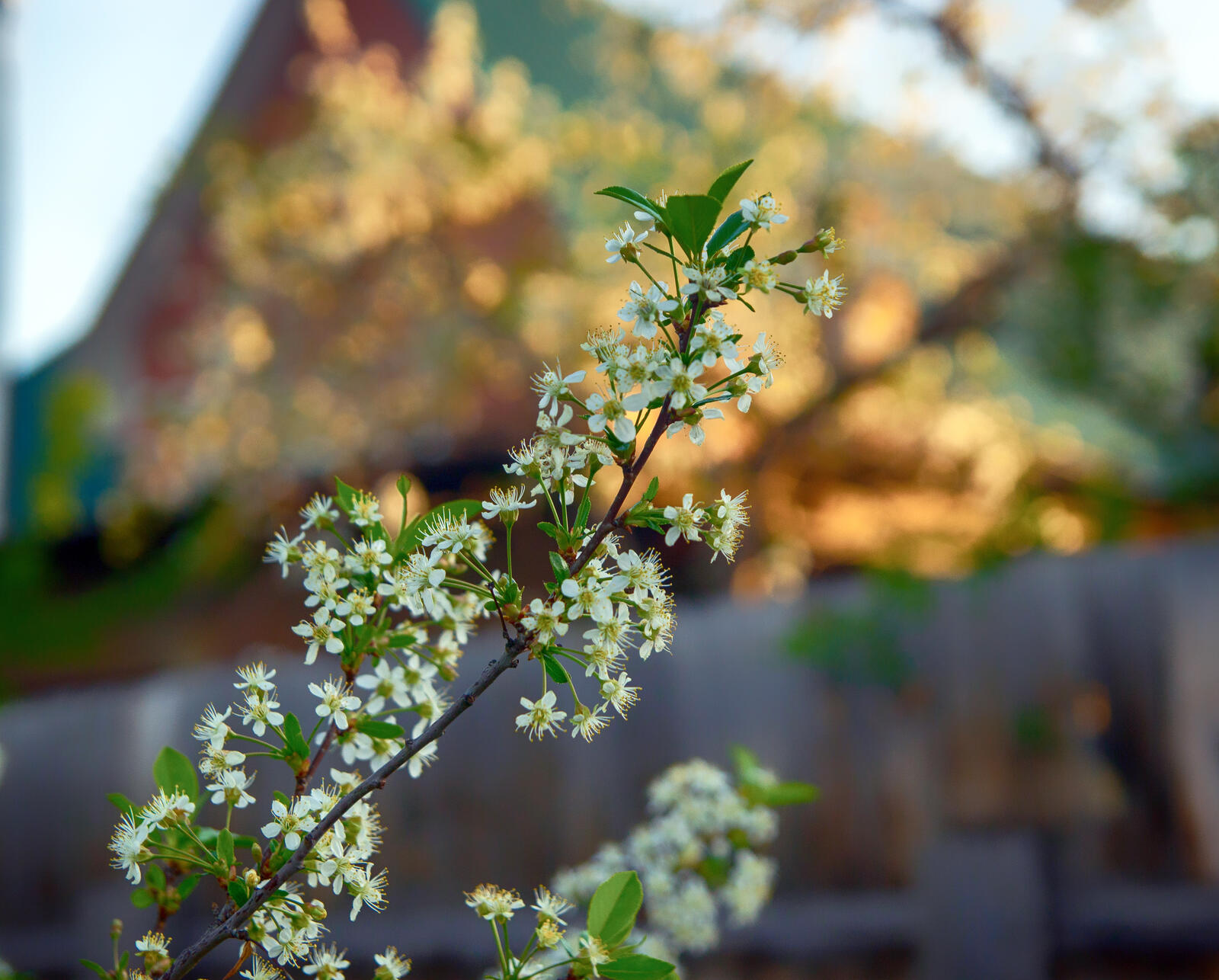 Free photo A tree branch with small white flowers