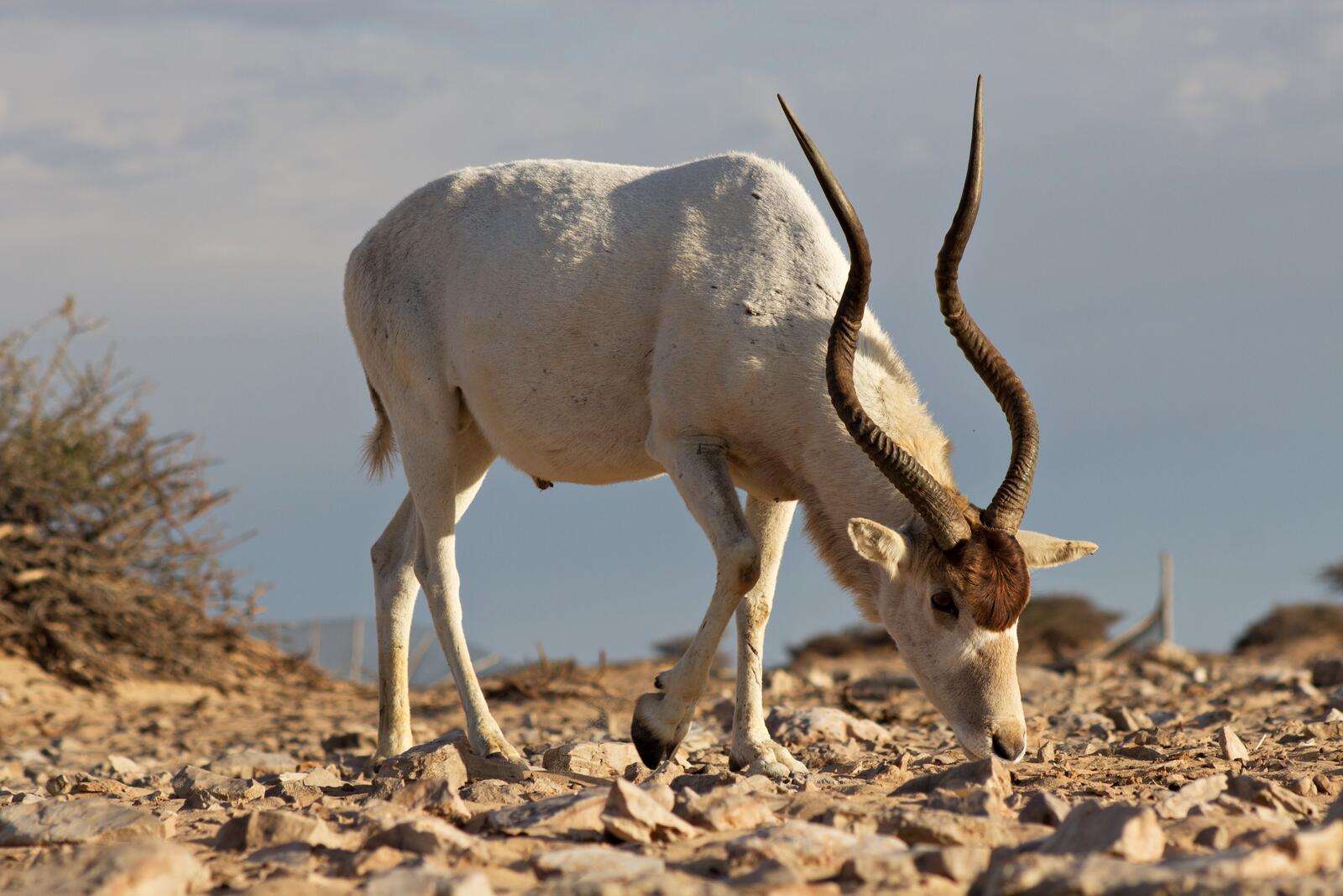 Free photo The Addax antelope with long horns in the desert