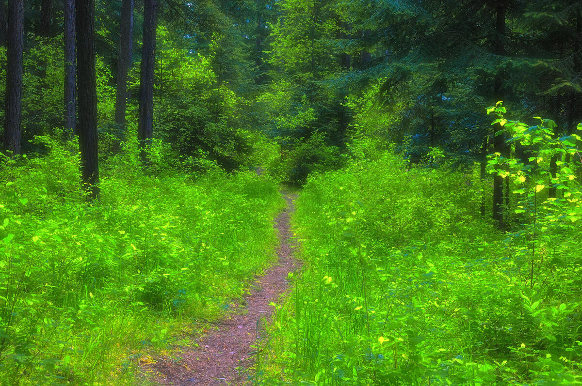 A path in a summer forest with green foliage