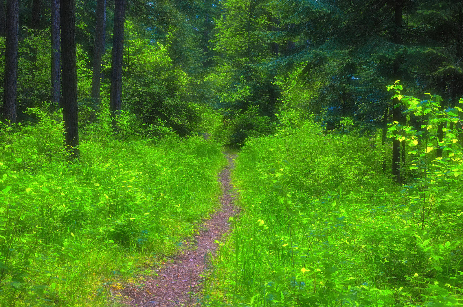 Free photo A path in a summer forest with green foliage
