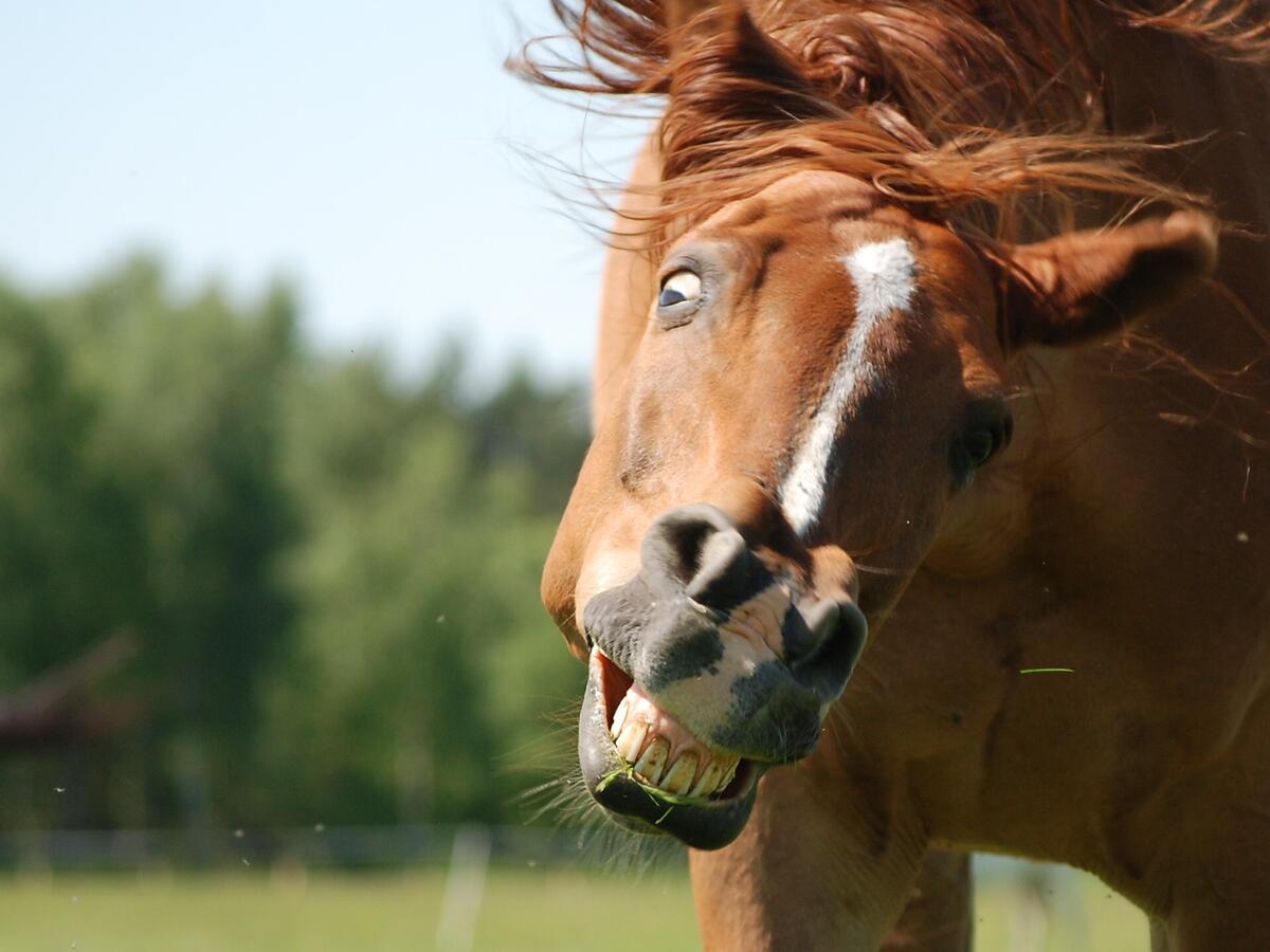 Funny Horse