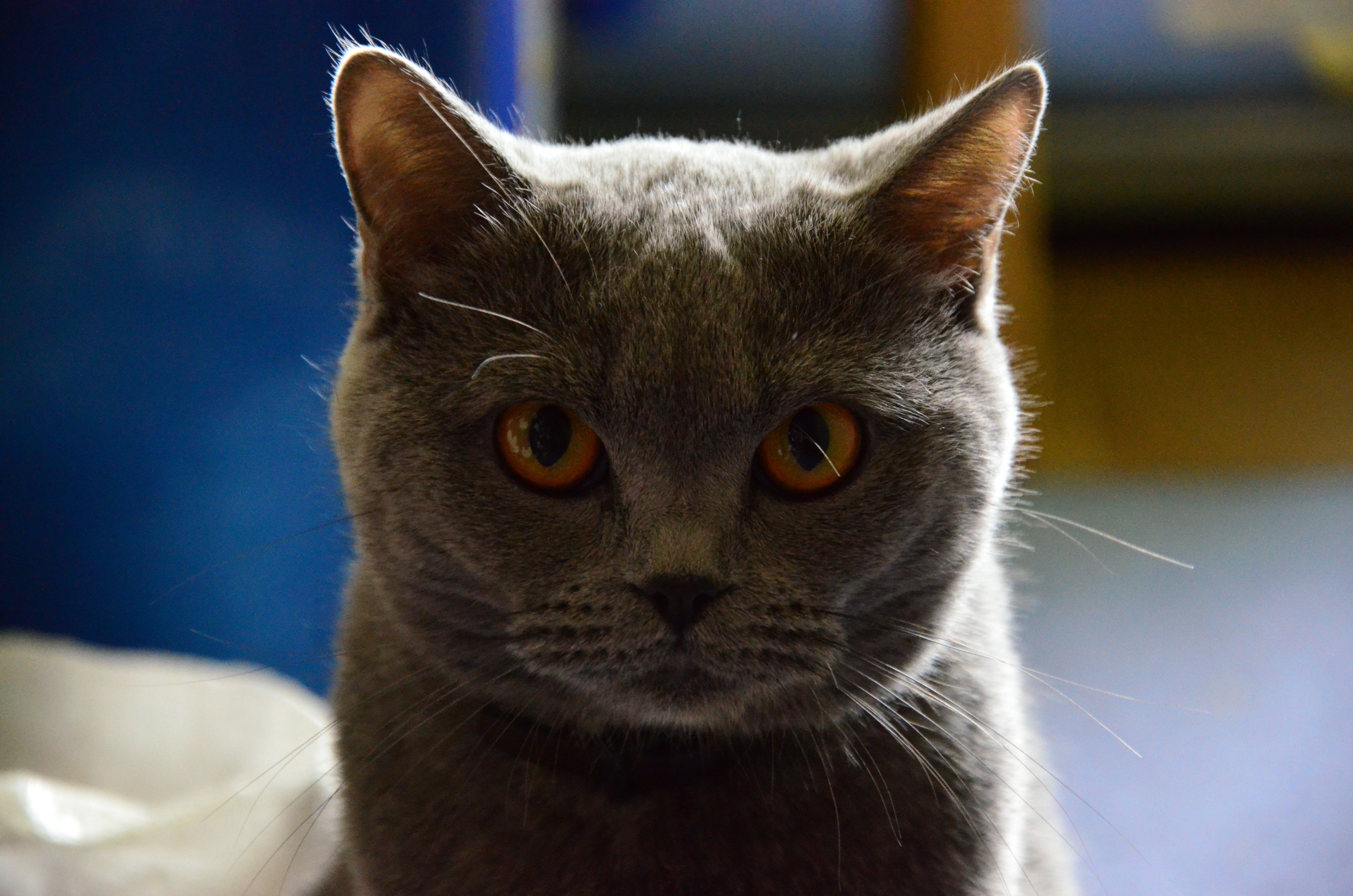 Free photo Attentive Scottish cat