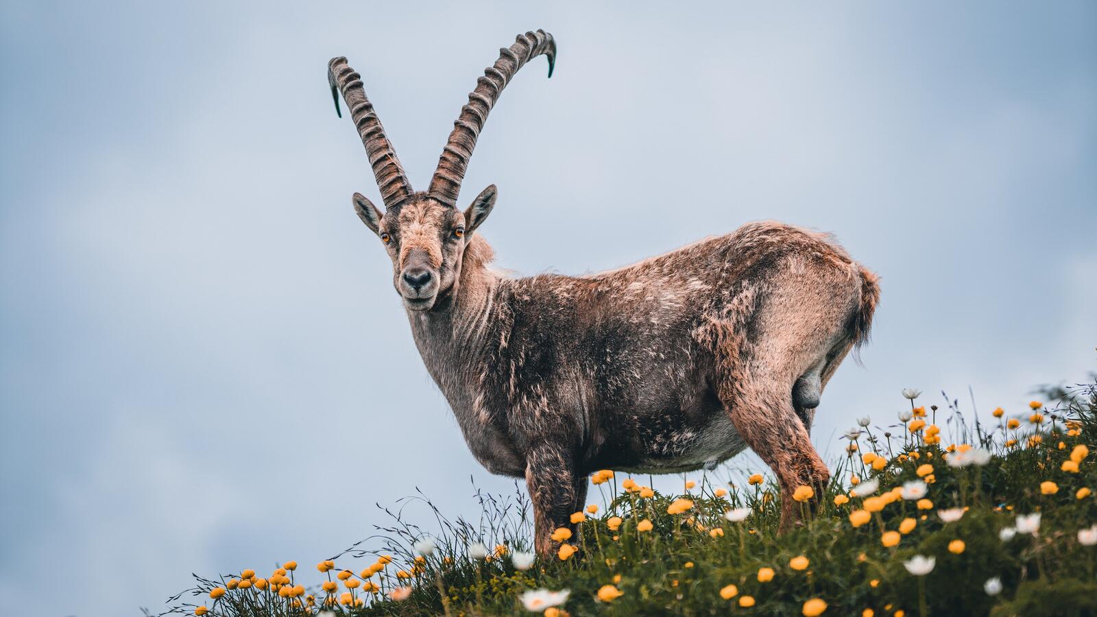 Бесплатное фото Коза с большими рогами стоит на зеленом поле с цветами