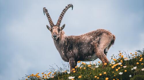 A goat with big horns stands in a green field with flowers