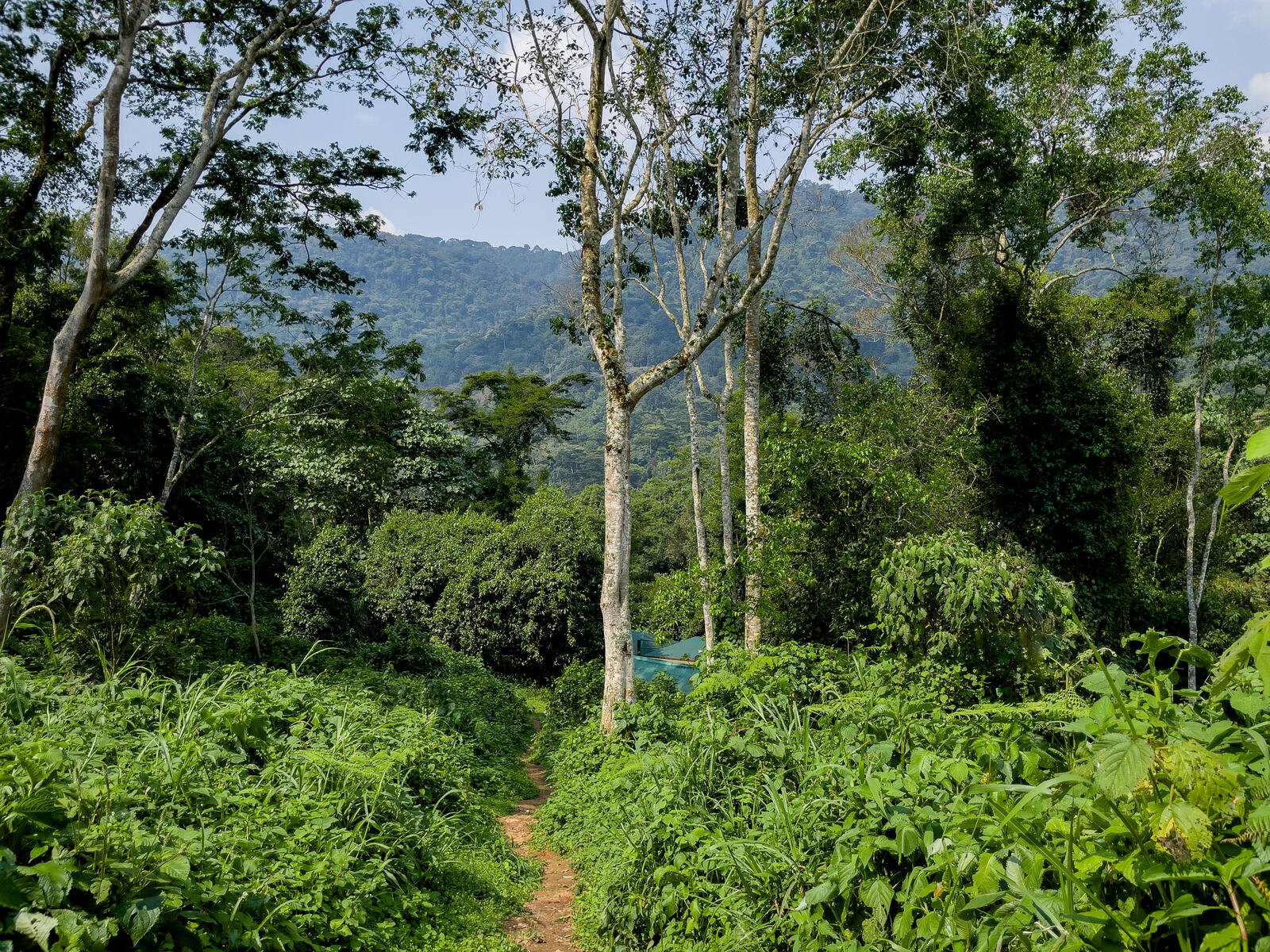 Бесплатное фото Тропинка в джунглях