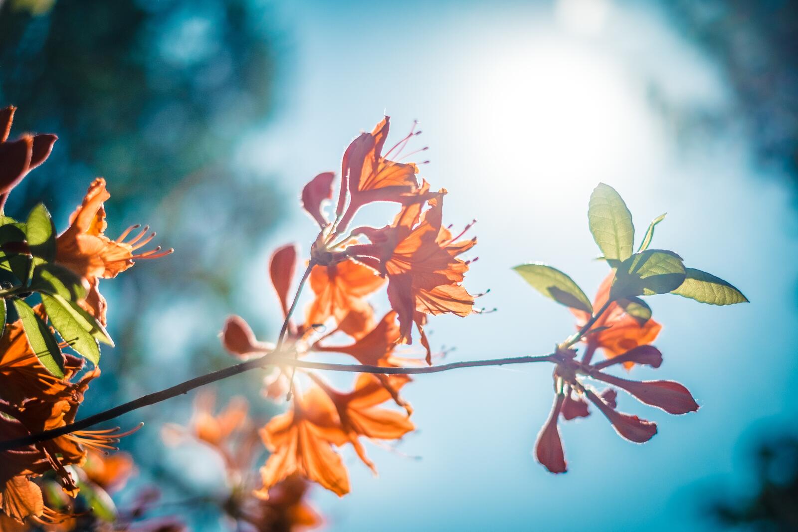Бесплатное фото Ветка с цветами солнечным днем