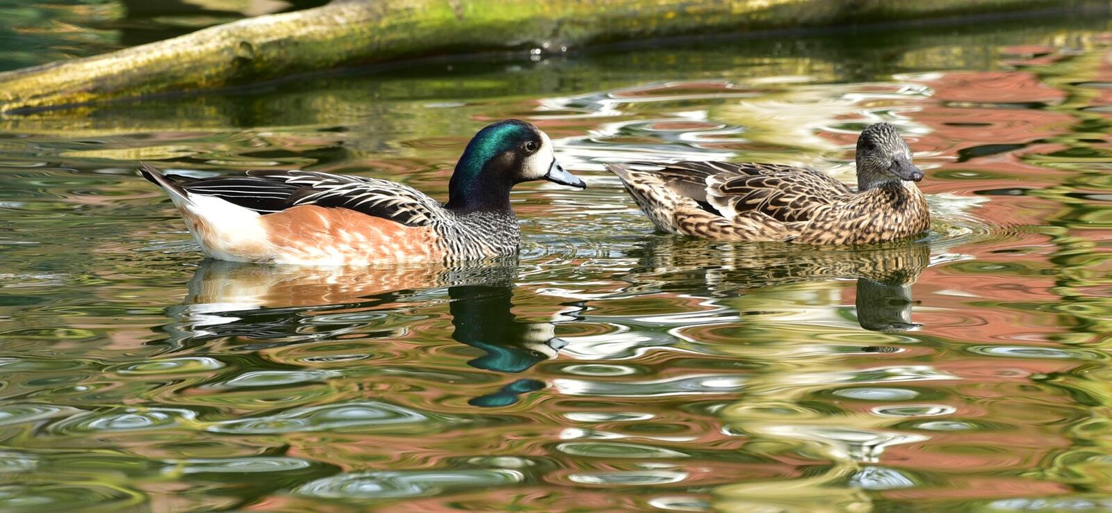 免费照片鸭子和鸭子在池塘里游泳