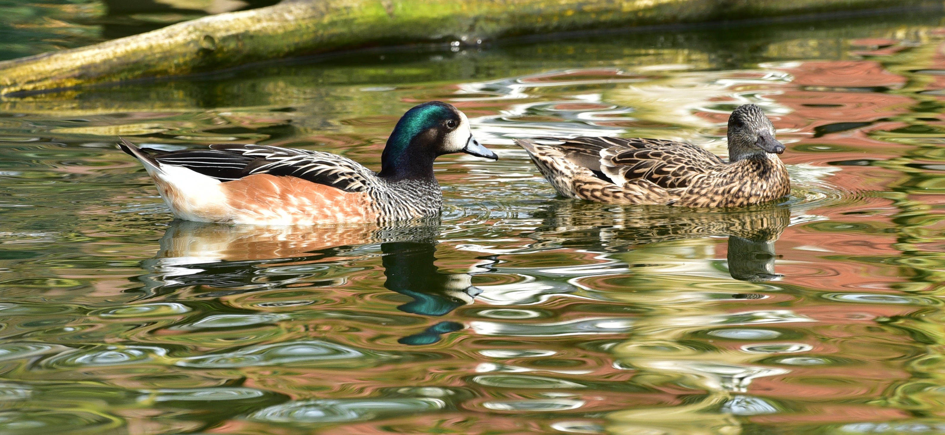 免费照片鸭子和鸭子在池塘里游泳