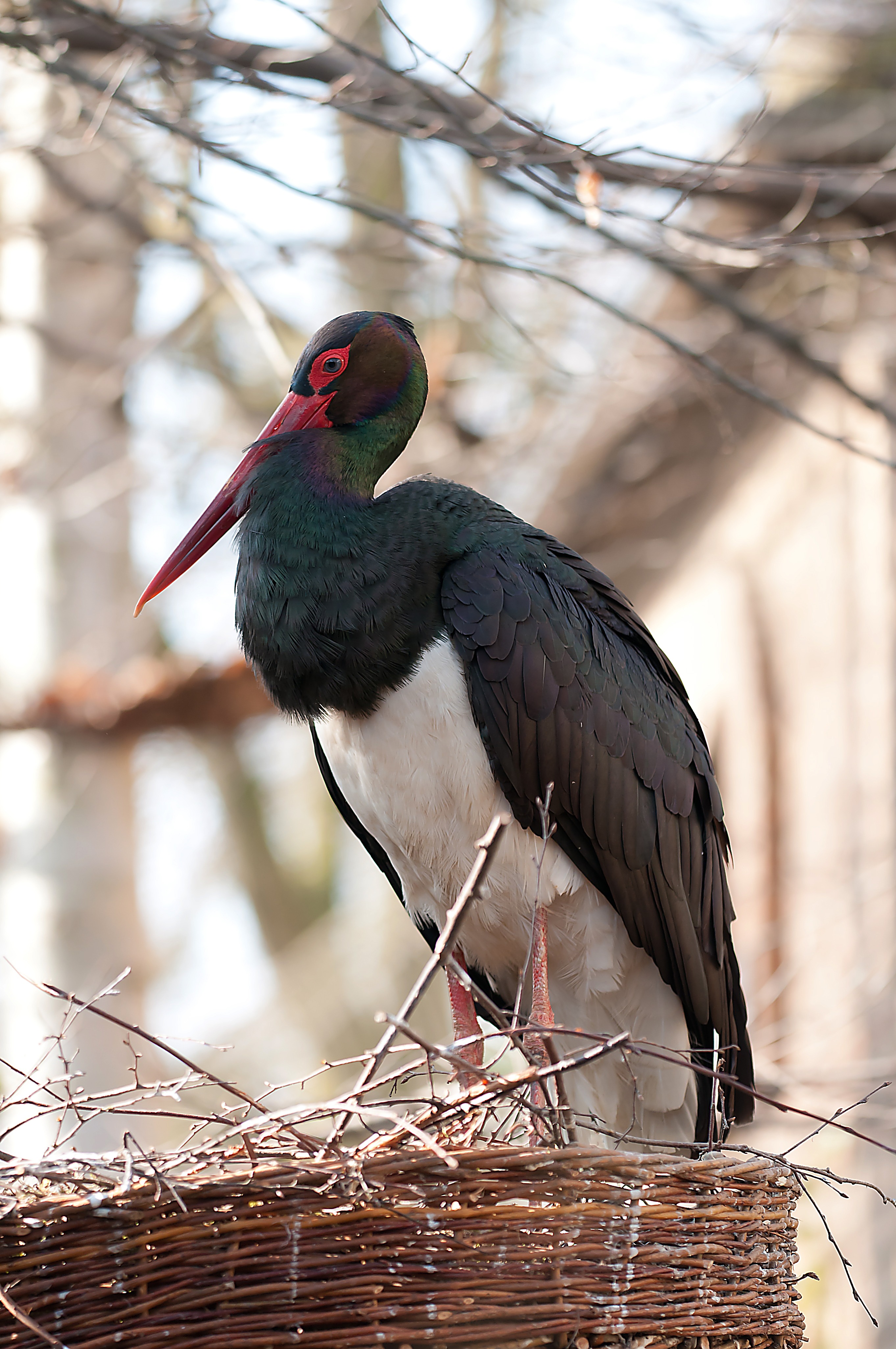 A black stork in a nest.