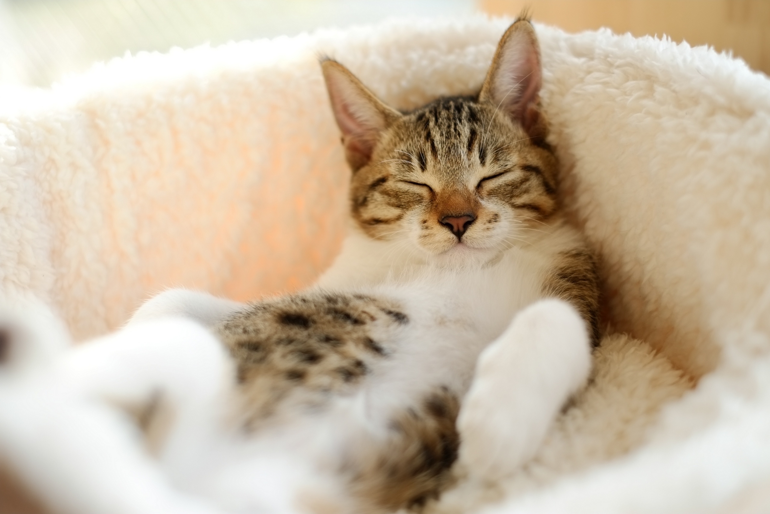 免费照片睡在小床上的小猫