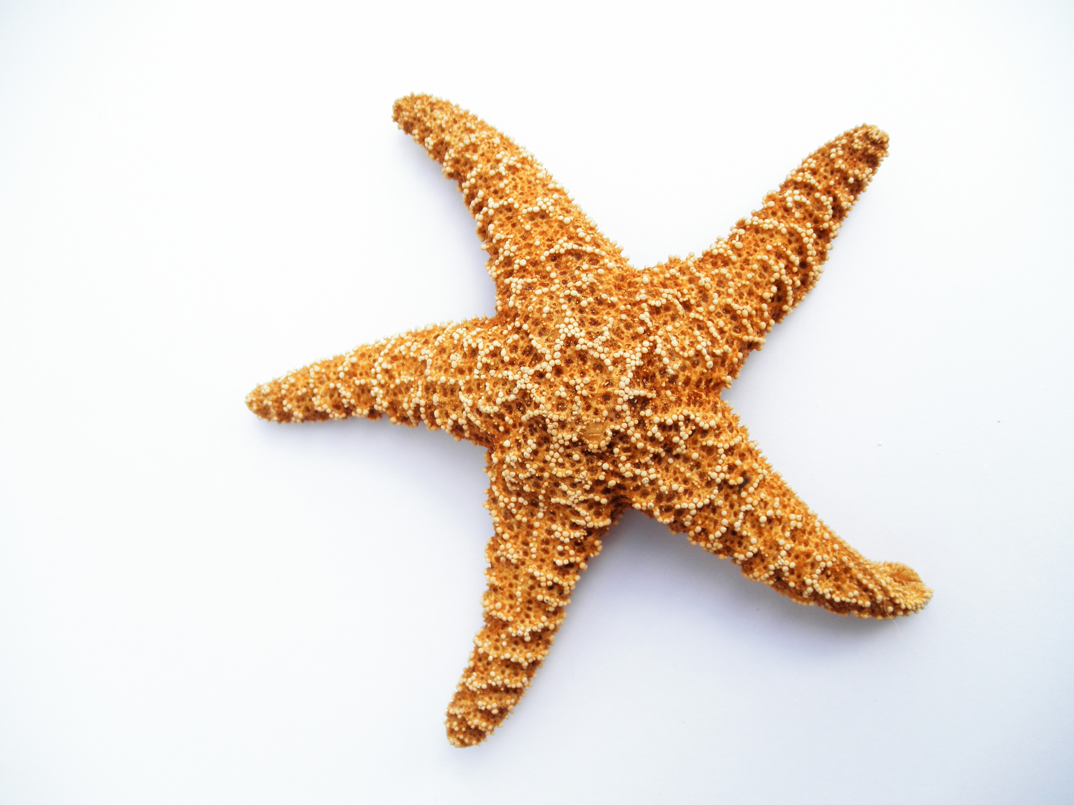 Фото бесплатно морская звезда, беспозвоночный, декоративные