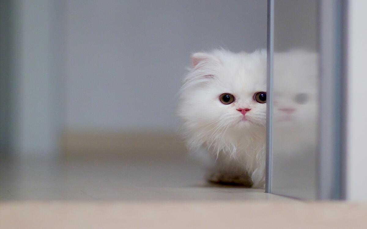 白色绒毛小猫