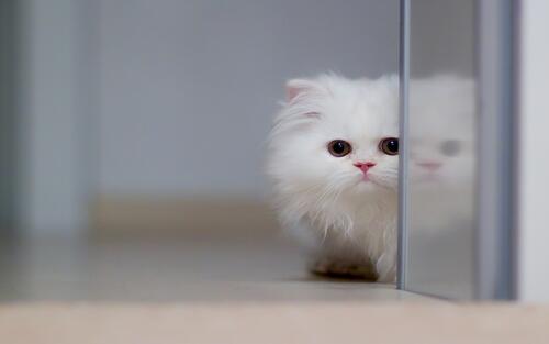 白色绒毛小猫